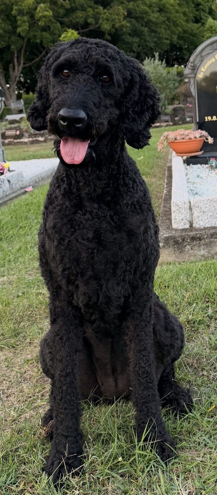 Maggie